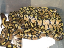 yellow belly clutch   pastel